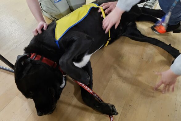 Dog lying on the floor while being stroked